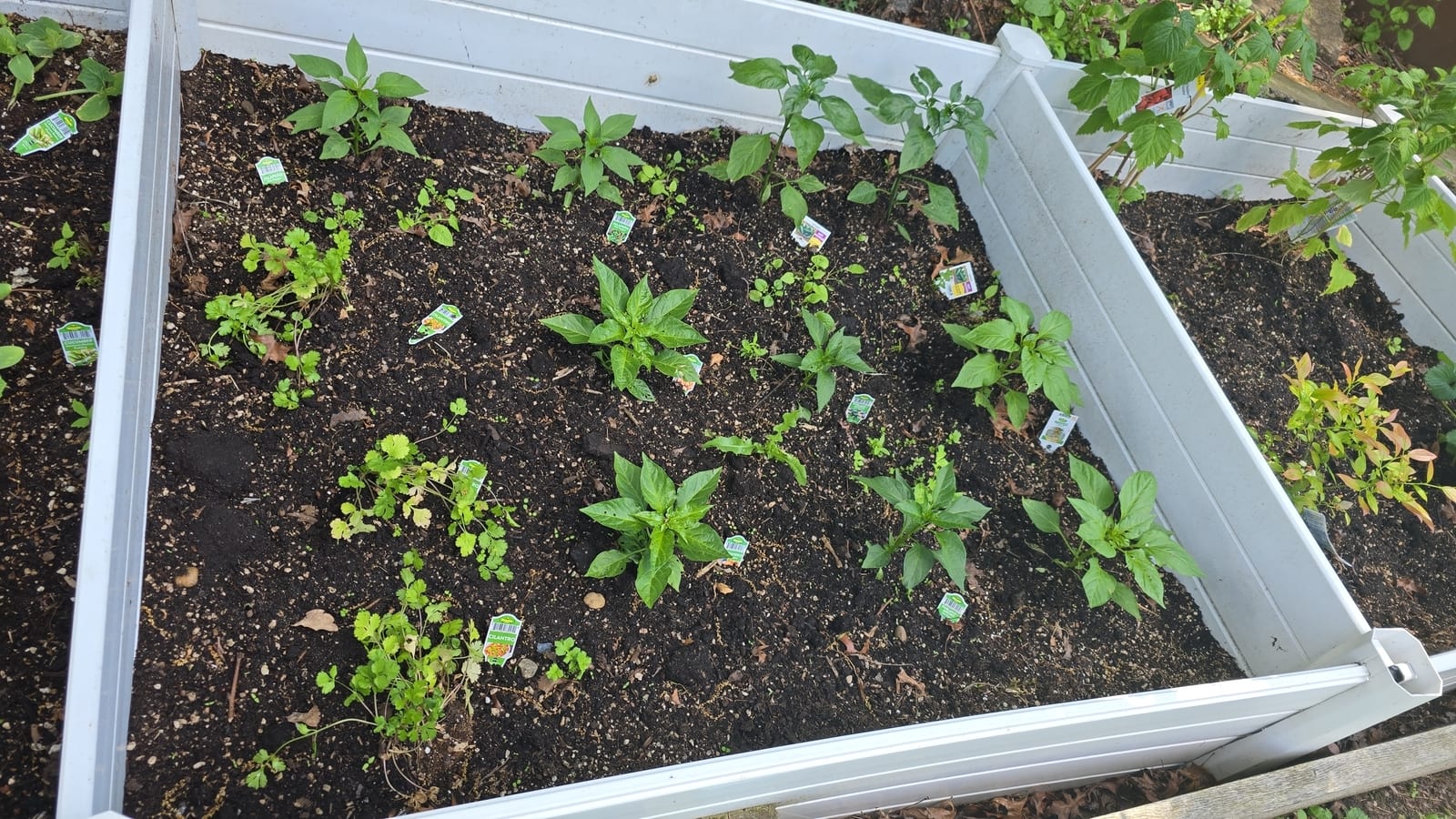 Raised garden bed with seedlings
